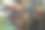 象牙椰子图片下载