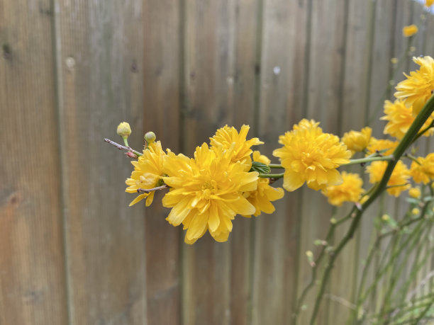 花园木篱笆上的黄花图片下载