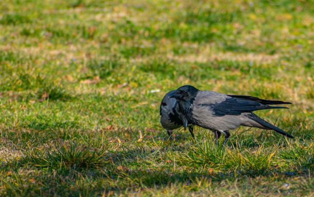 乌鸦图片下载