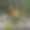 一个美丽的翅膀仙女在复杂的连体衣站在一个缓慢流动的小溪在森林的3d插图。图片下载