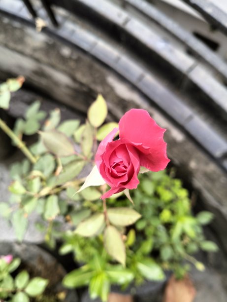 玫瑰开花图片下载