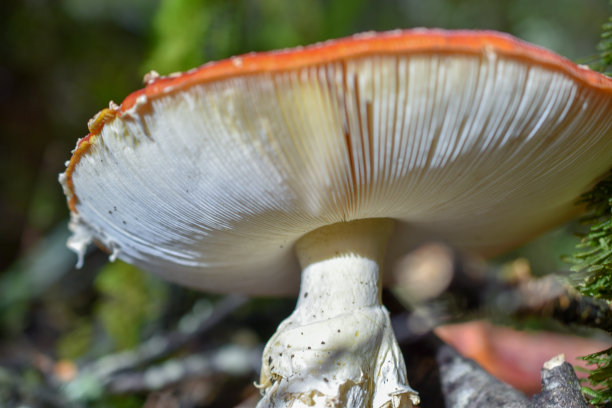 一个真菌的特写图片下载