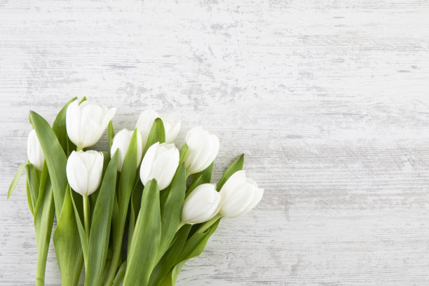美丽的郁金香在木制背景图片下载