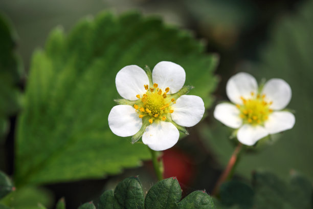 草莓花的自然背景图片下载