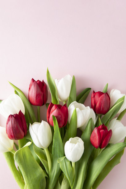 粉红色背景上美丽的郁金香图片下载