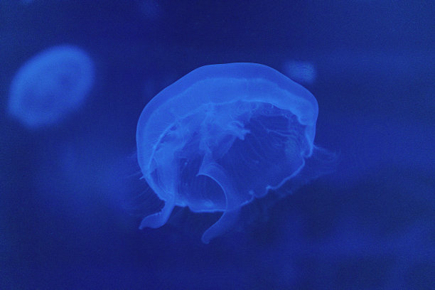 sea ​​creatures图片下载