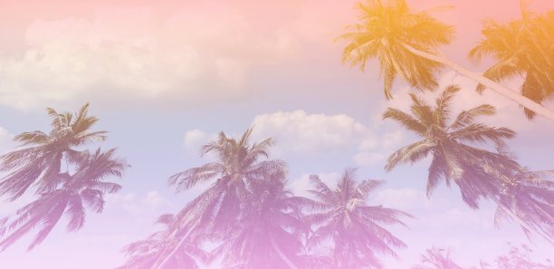 夏天的节日以丰富多彩的主题为棕榈树背景作为纹理框架背景图片下载