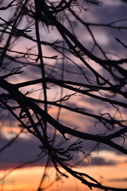 在红蓝色的夕阳背景下，山白蜡树的深色枝叶。黑色的树枝映衬着美丽的夕阳。图片下载