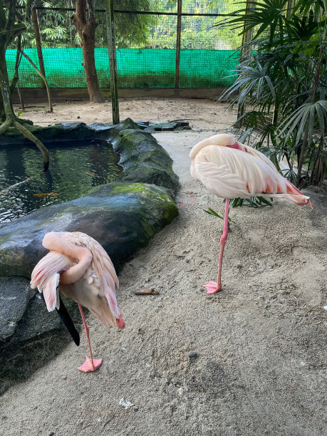 火烈鸟图片下载