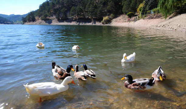 湖和鸭子图片下载