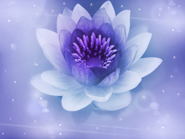 星夜里的睡莲和月亮。图片下载