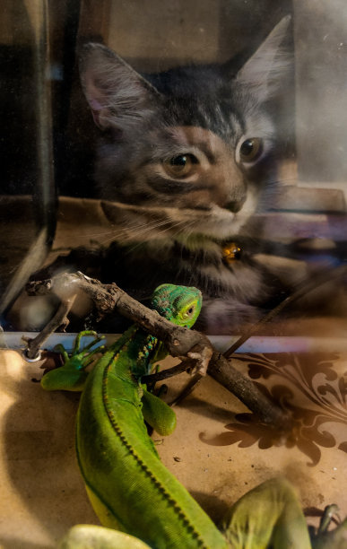 鬣蜥警惕地看着猫图片下载