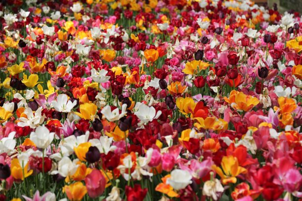 红色和黄色的郁金香在阳光下的草地上。美丽的郁金香。田野里满是自然色彩鲜艳的郁金香。图片下载