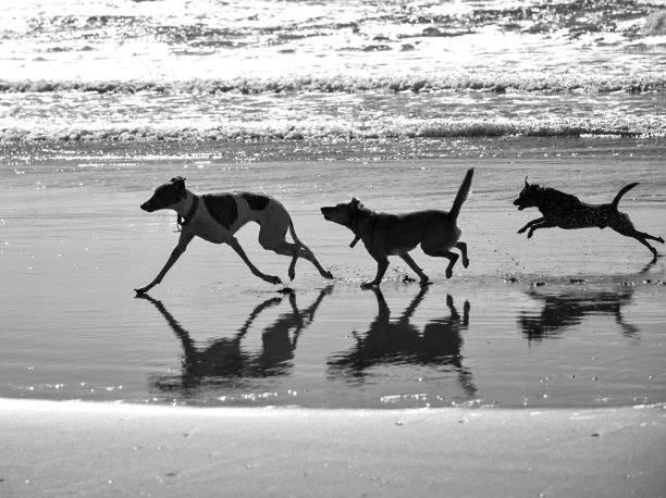 灰狗享受海滩图片下载