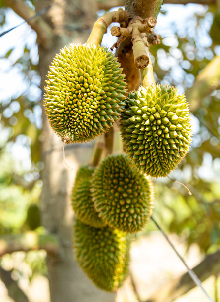 小榴莲图片下载
