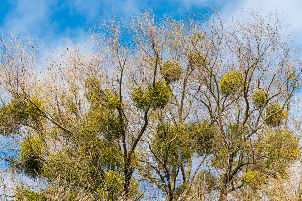 槲寄生是生长在树上的寄生植物图片下载