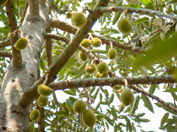 榴莲树枝上结了许多小果实图片下载