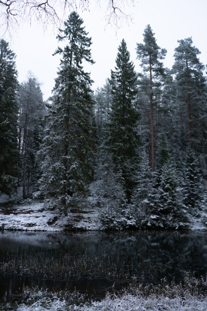 美丽的照片，雪冷杉树旁边的一个冻结的湖在冬天图片下载