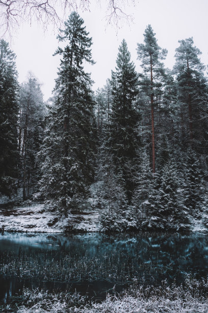 美丽的照片，雪冷杉树旁边的一个冻结的湖在冬天图片下载