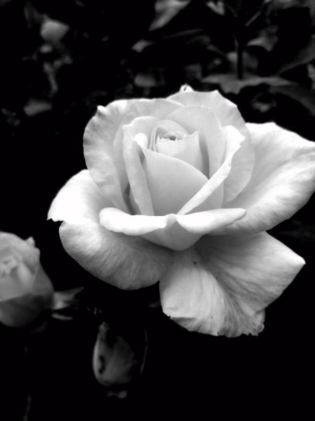 白玫瑰的垂直灰度镜头图片下载