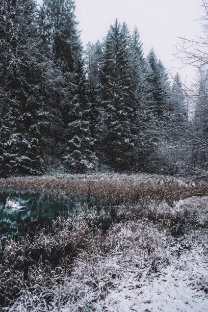 美丽的照片，雪冷杉树旁边的一个冻结的湖在冬天图片下载
