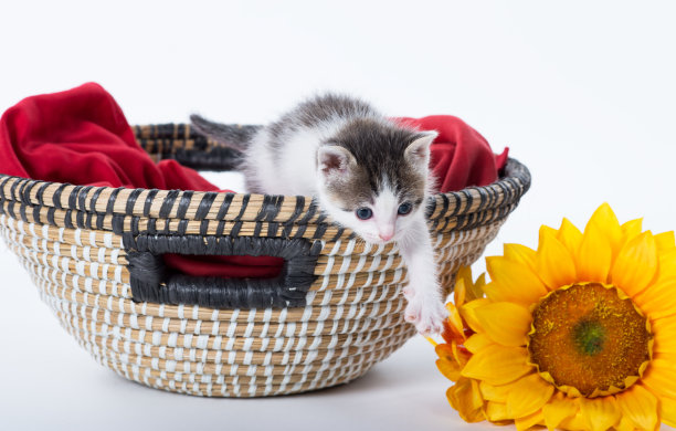 可爱的小猫试图把向日葵从篮子里拿出来图片下载
