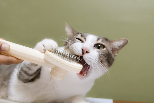 一只咬梳子的虎斑猫。在房子里梳理头发，脱毛梳子。图片下载