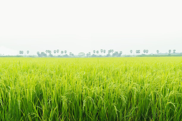 泰国的绿色稻田正在生长。图片下载