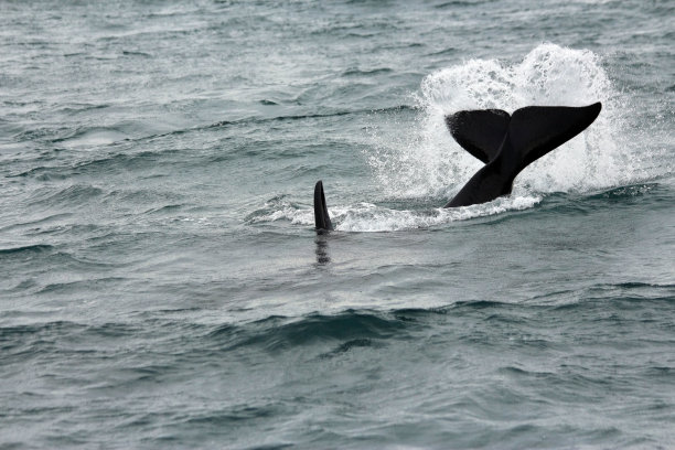 高角度拍摄的虎鲸游泳与它的尾巴和大背鳍从水图片下载