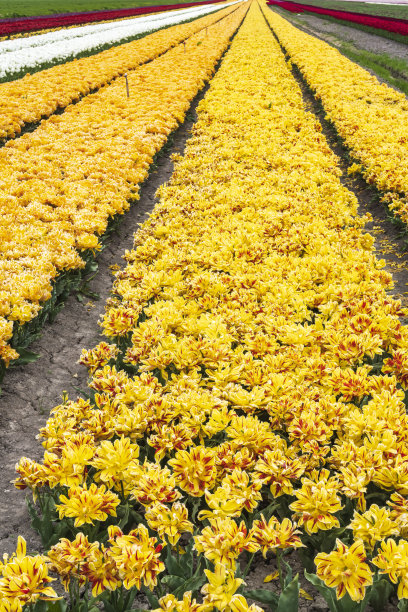 郁金香在荷兰盛开图片下载