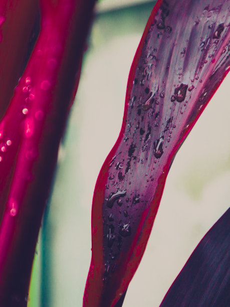 紫色叶子上的晨露图片下载