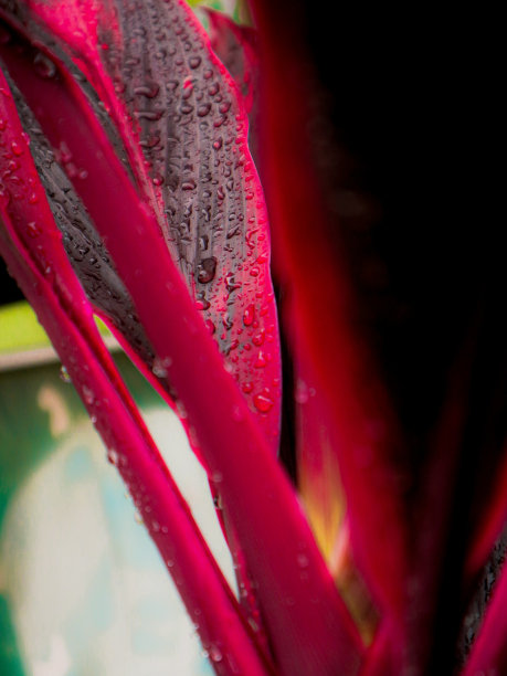 紫色叶子上的晨露图片下载