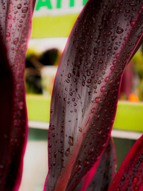 紫色叶子上的晨露图片下载