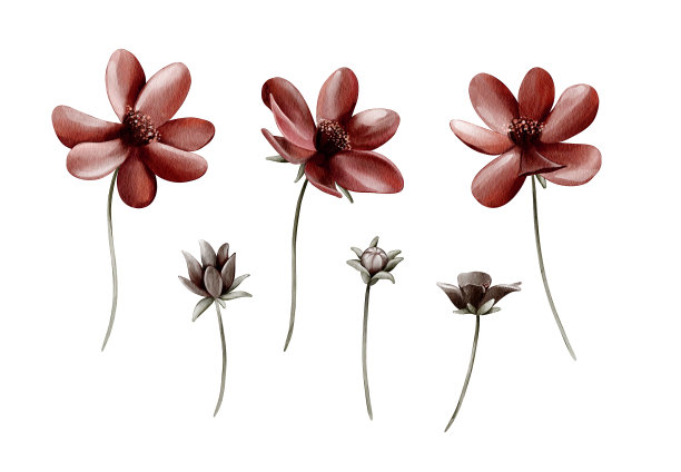 浓情巧克力cosmeya。一套水彩花插图，孤立的白色背景。用于婚礼邀请函，生日，明信片，问候图片下载