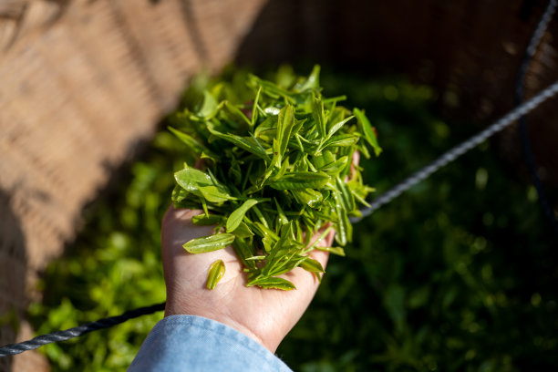 拿着刚采摘的茶叶的人图片下载