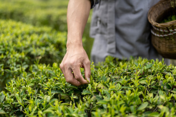 一位农民正在茶园里采茶图片下载