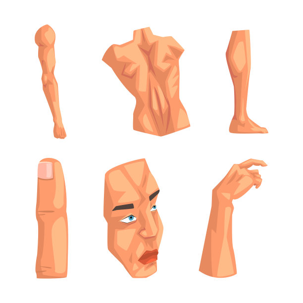 身体部位与躯干，手臂，脸，手，手指和肌肉腿矢量集图片下载