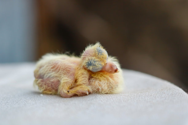 小鸽子在室外的日光下图片下载