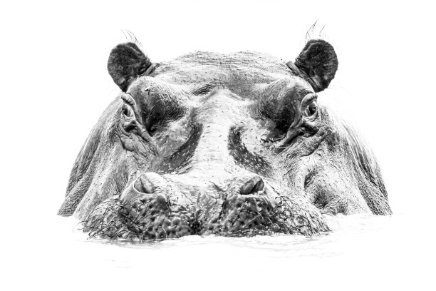 高调河马图片下载