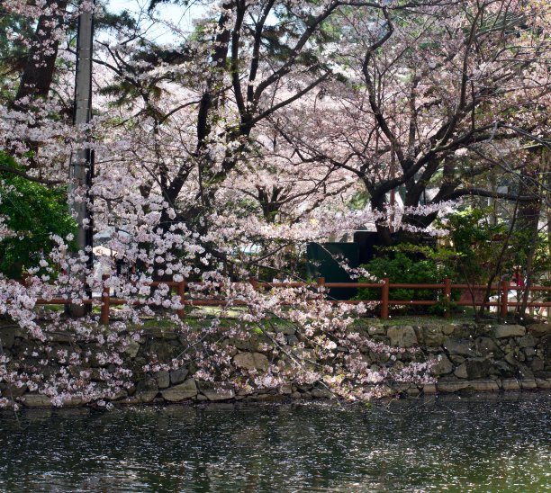 池塘上盛开的樱花图片下载