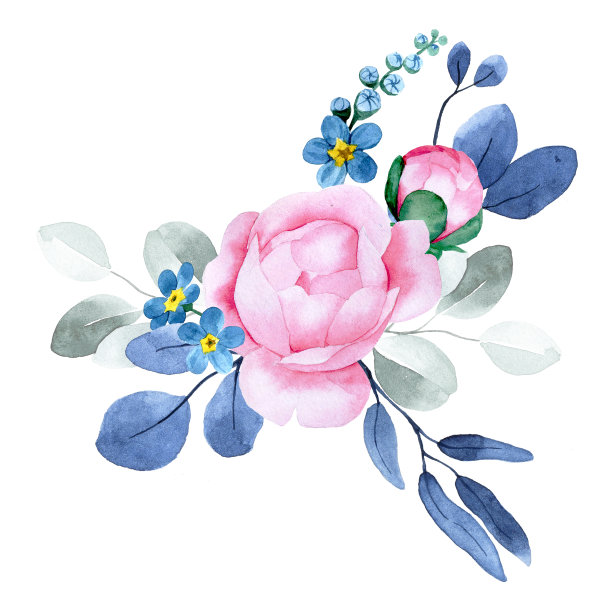 水彩绘画。散发着牡丹和桉树叶的芬芳。粉红色的花和蓝色的叶子图片下载