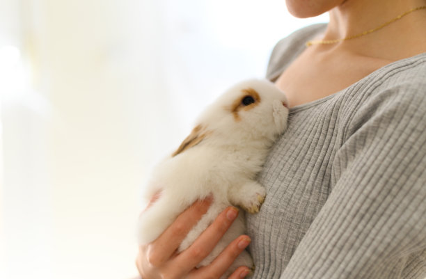一个不认识的人抱着一只可爱的兔子在屋里图片下载