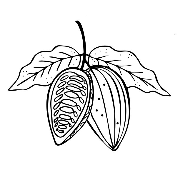 Cocoa. Hand drawn sketch Cocoa beans, leaves sketch and Cocoa tree. Organic product. Doodle sketch for café, shop, menu. Plant parts. For label, logo, emblem, symbol. Vector图片下载