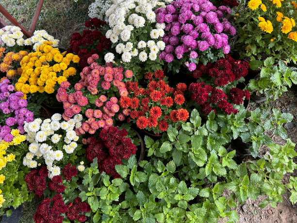 近距离图片，开花，一年生，夏季垫花在塑料盆在天井区域，多色菊花，黄色，粉红色，红色的花朵，抬高视图图片下载