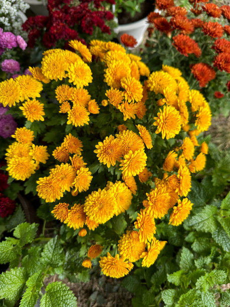近距离照片，开花，一年生，夏天垫花在塑料盆在天井区域，多色菊花，黄色，粉红色，红色的花朵，重点在前景图片下载