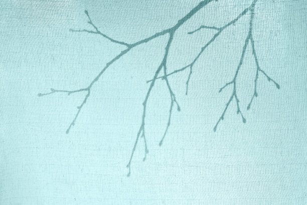 抽象的背景。在轻盈的棉质织物后面，没有叶子的树枝剪影。图片下载