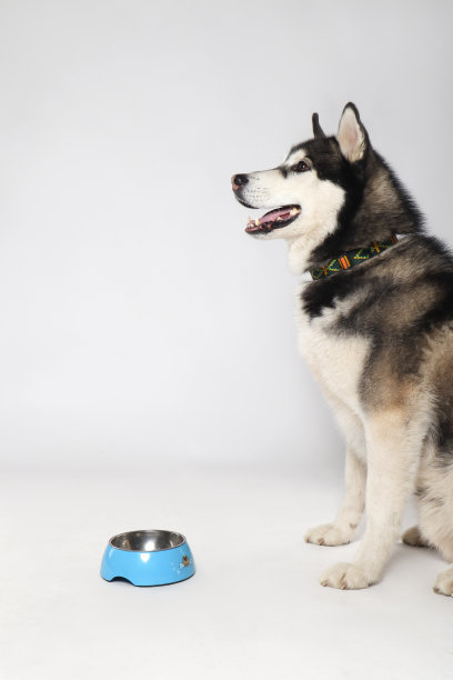 黑色西伯利亚哈士奇男孩，白底蓝盘图片下载