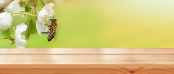 空木桌的背景是春天的树，蜜蜂在花上。春天美丽的背景。为产品蒙太奇做好准备。模型。横幅。副本的空间。图片下载