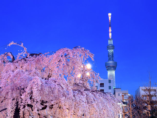 东京浅草，夜晚的樱花和天空树图片下载