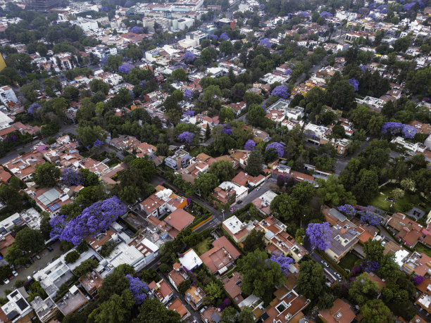 春天的墨西哥城，蓝花楹树图片下载